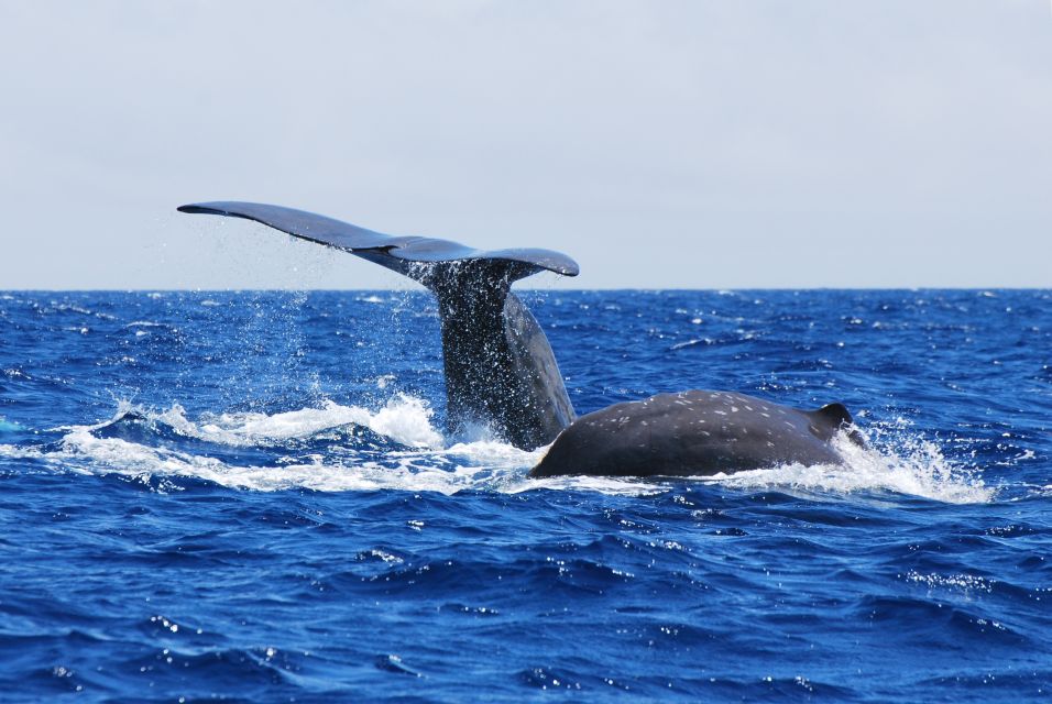 Whale and Dolphin Watching With Vila Franca Islet Visit - Lunch in Vila Franca