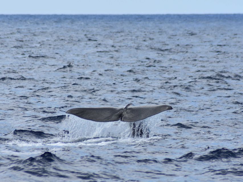 Whale and Dolphin Watching With Vila Franca Islet Visit - Exploring Vila Franca Islet