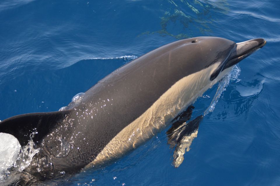 Whale and Dolphin Watching With Vila Franca Islet Visit - Important Information for Guests