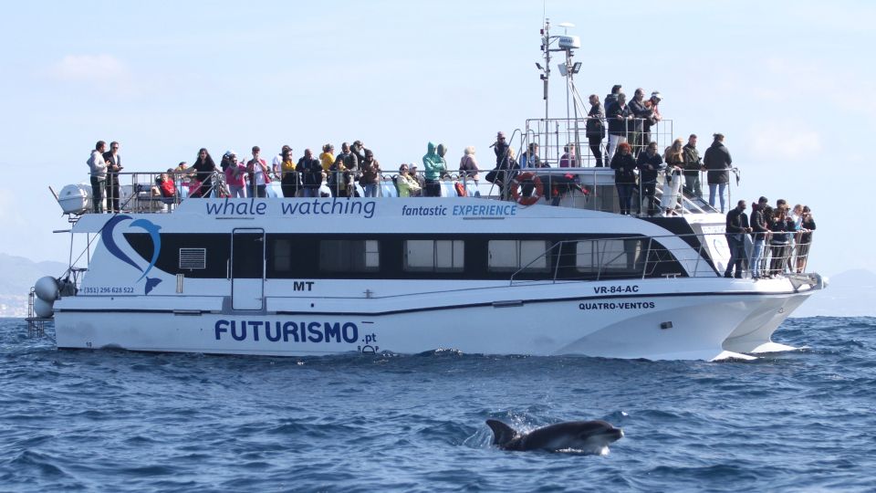 Whale and Dolphin Watching With Vila Franca Islet Visit - Frequently Asked Questions