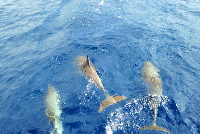 Whale and Dolphin Watching Yacht Trip in Puerto Colon - Frequently Asked Questions