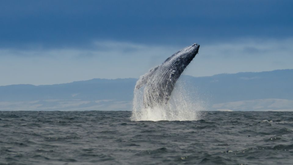 Whale and Wildlife Watching Private and Semi-Private Tours - Key Points