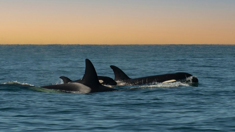 Whale and Wildlife Watching Private and Semi-Private Tours - Tour Highlights