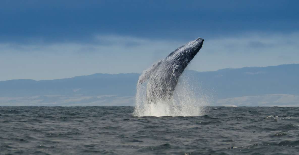 Whale and Wildlife Watching Private and Semi-Private Tours - Tour Experience
