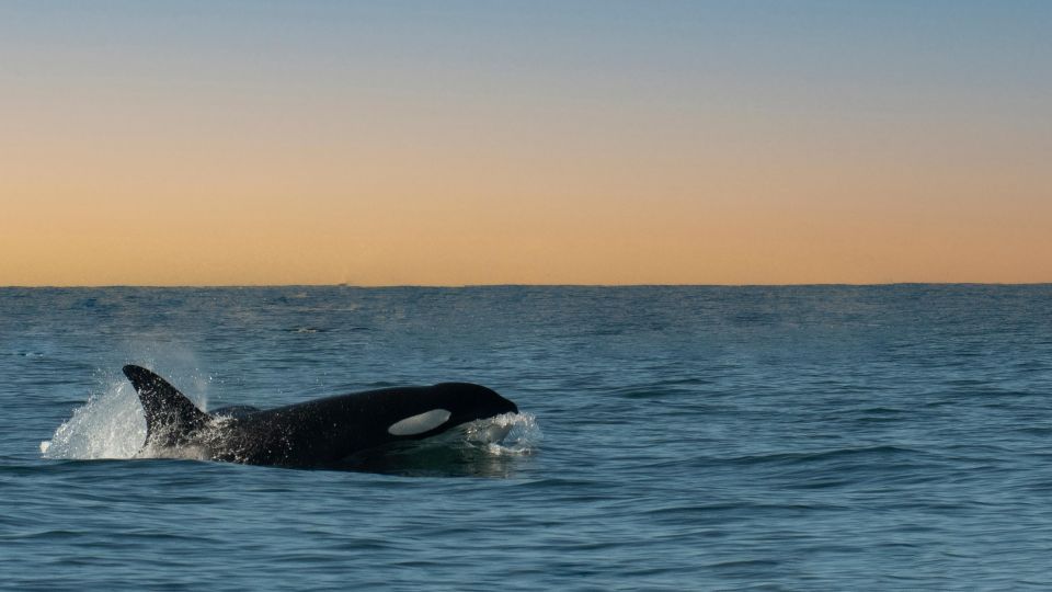 Whale and Wildlife Watching Private and Semi-Private Tours - Included and Excluded