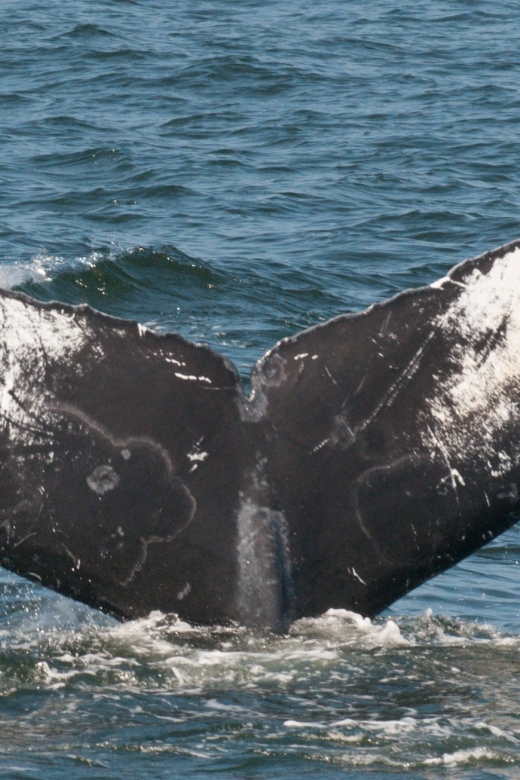 Whale and Wildlife Watching Private and Semi-Private Tours - Important Information
