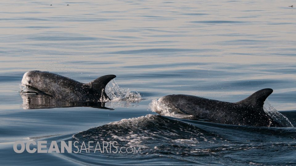 Whale and Wildlife Watching Private and Semi-Private Tours - Reservation and Cancellation