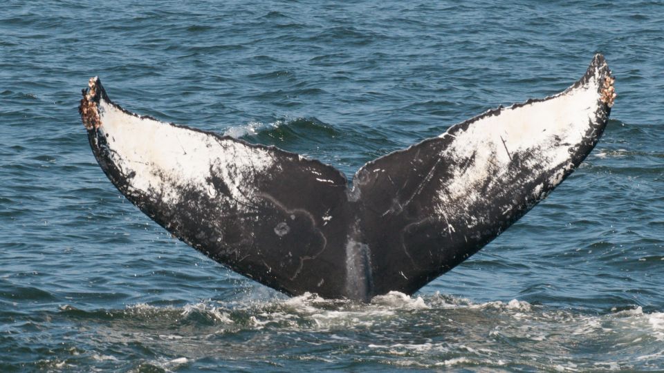 Whale and Wildlife Watching Private and Semi-Private Tours - Monterey Bay National Marine Sanctuary