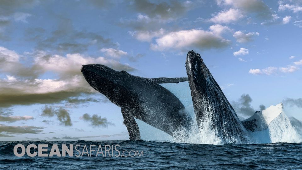 Whale and Wildlife Watching Private and Semi-Private Tours - Eco-Conscious Approach
