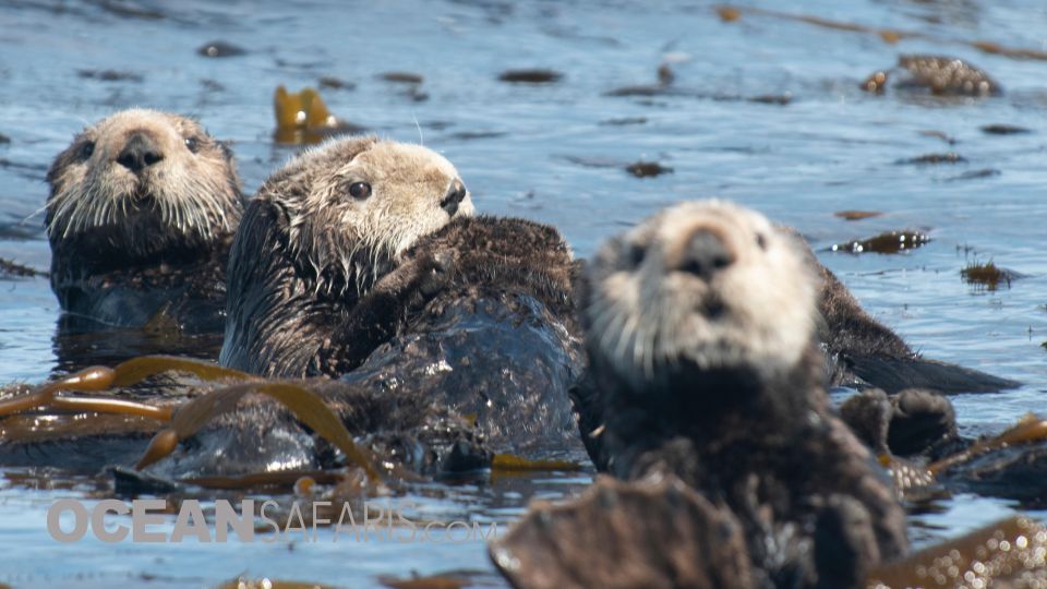 Whale and Wildlife Watching Private and Semi-Private Tours - Frequently Asked Questions