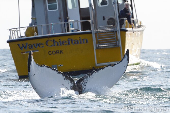 Whale & Dolphin Watching Tour - Traveler Experiences and Feedback