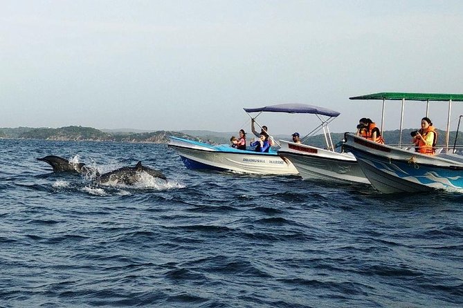 Whale & Dolphin Watching Trincomalee - Pricing and Booking Information