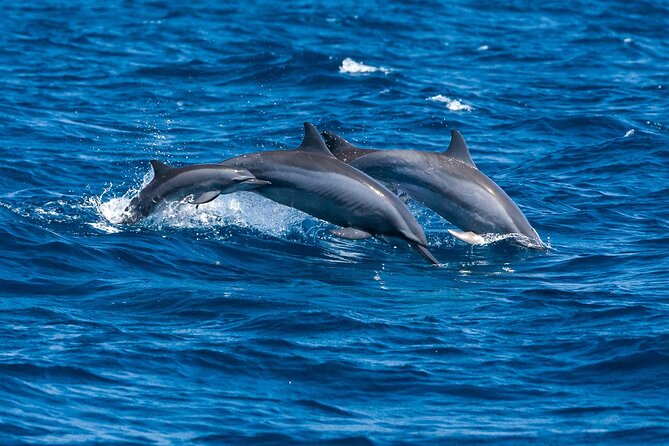 Whale & Dolphin Watching Trincomalee - Health and Safety Guidelines