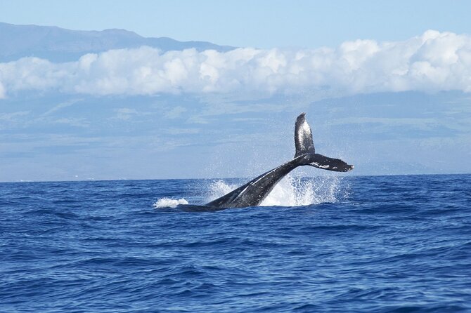 Whale & Dolphin Watching Trincomalee - Tips for a Great Experience