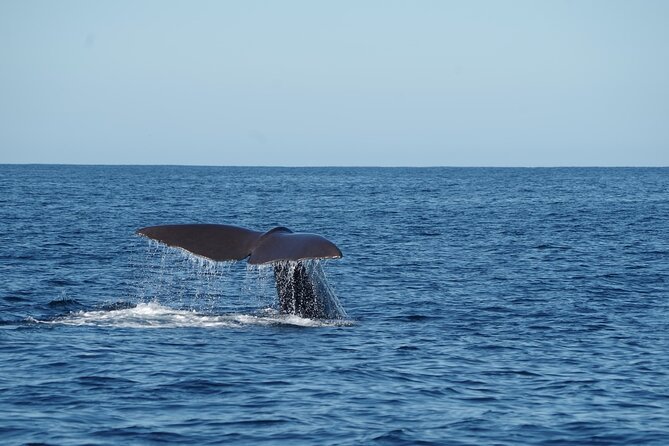 Whale & Dolphin Watching Trincomalee - Environmental Considerations
