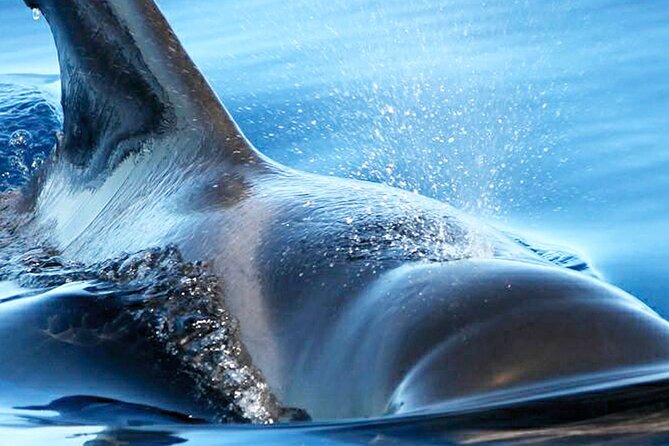 Whale & Dolphin Watching With Mustcat Virgin Coast Trip On a Large Catamaran - Additional Considerations