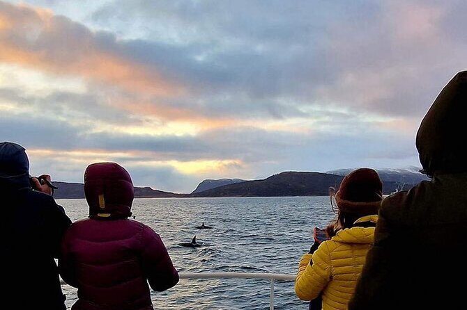 Whale Safari in Tromso - Introduction