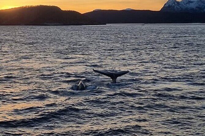 Whale Safari in Tromso - Meeting Points & Timing