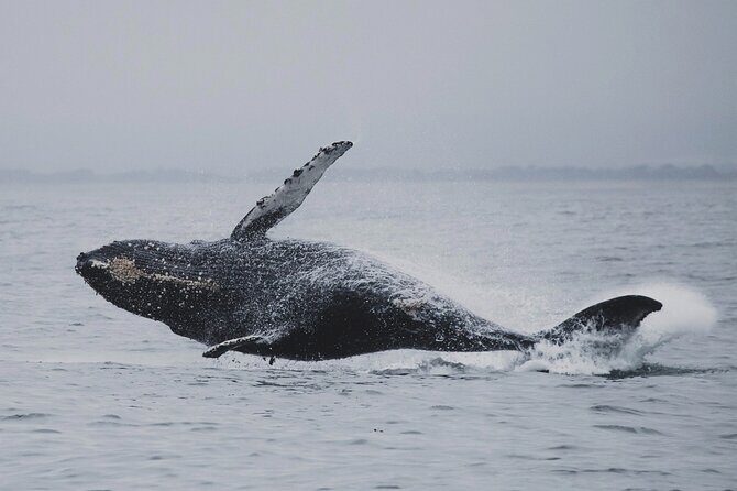 Whale Safari in Tromso - Weather, Duration, and Group Size