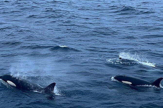 Whale Safari in Tromso - What Travelers Say: Authentic Perspectives