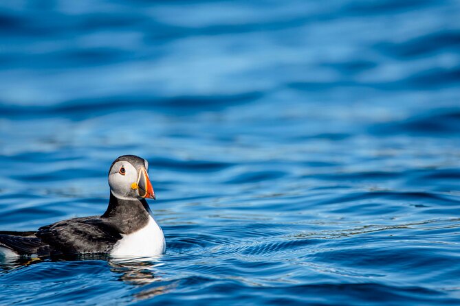 Whale Safari With Puffins and Muffins (Andøy, Vesterålen) - Inclusions and Amenities