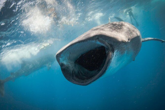 Whale Shark Adventure - Diving Into the Experience