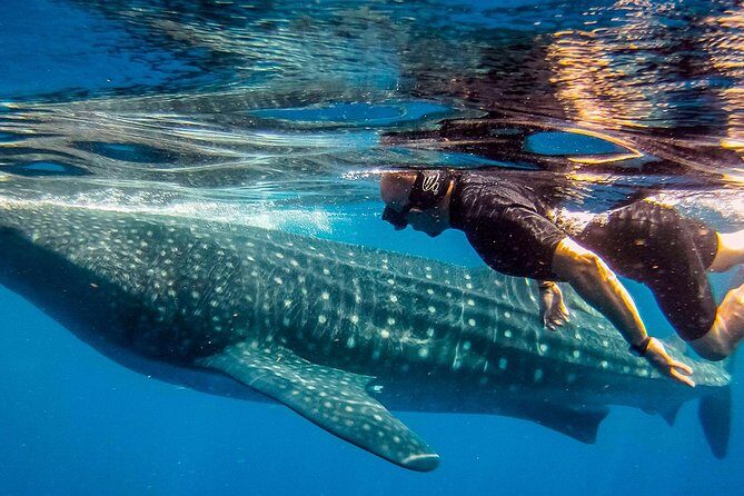 Whale Shark Adventure - FAQ