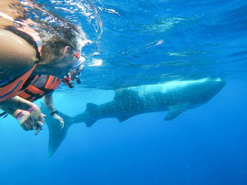 Whale Shark Adventure from Isla Mujeres - Who Should Consider This Tour?