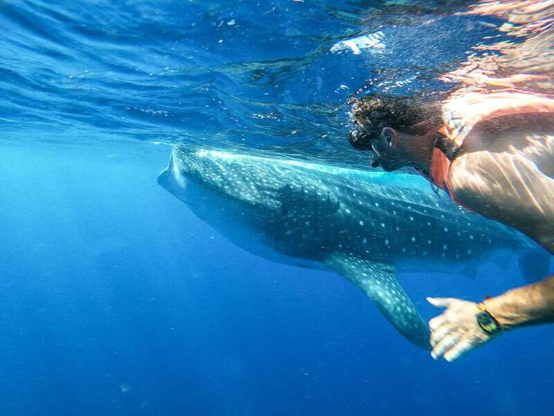 Whale Shark Adventure from Isla Mujeres - Key Points