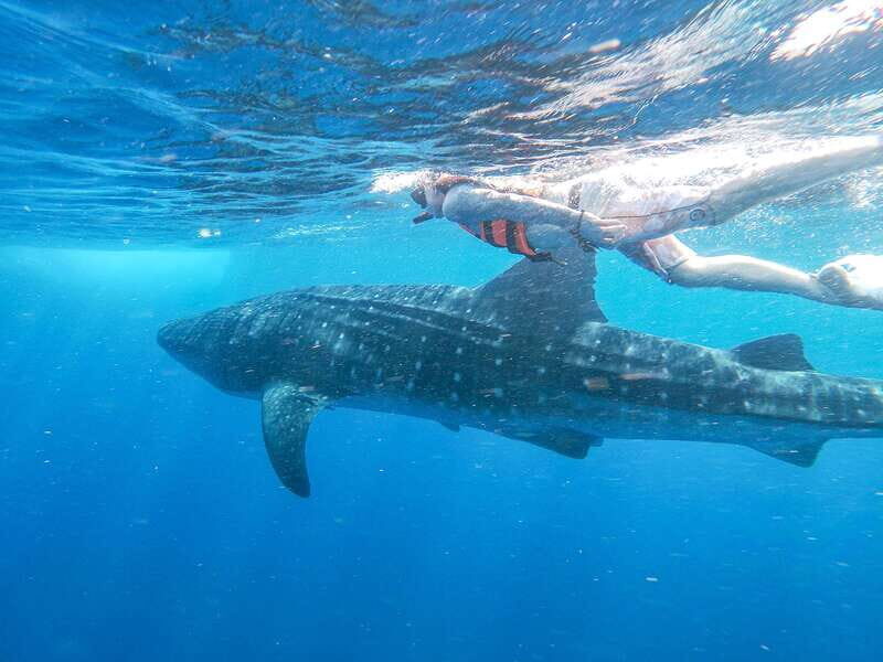 Whale Shark Adventure from Isla Mujeres - What Makes This Tour Special?