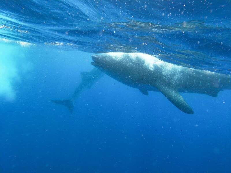 Whale Shark Adventure from Isla Mujeres - Who Would Love This Tour?