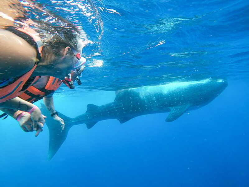 Whale Shark Adventure from Isla Mujeres - Final Thoughts: Is It Worth It?