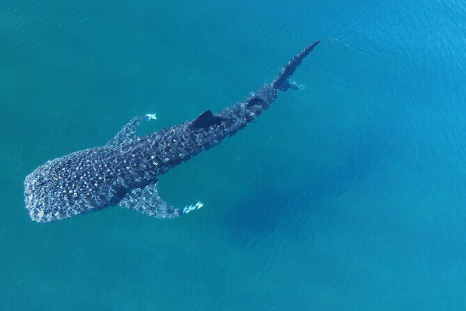 Whale Shark Adventure with a Marine Biologist - The Experience in Detail