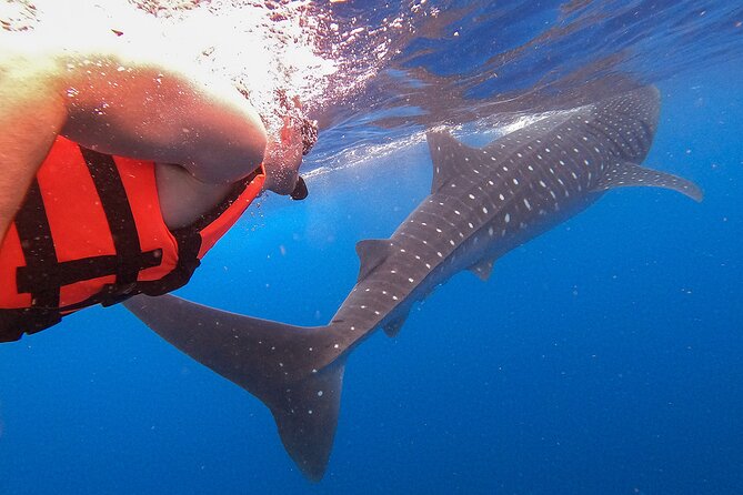 Whale Shark and Snorkeling Adventure From Isla Holbox - Exploring Isla Holbox Beyond the Tour