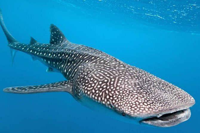 Whale Shark Encounter Experience in Cancun (Snack Lunch included) - Key Points