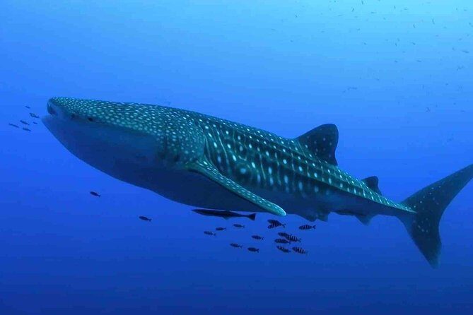 Whale Shark Encounter Experience in Cancun (Snack Lunch included) - The Price and Value
