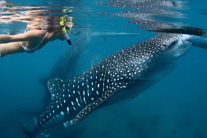 Whale Shark Encounter Experience in Cancun (Snack Lunch included) - The Sum Up