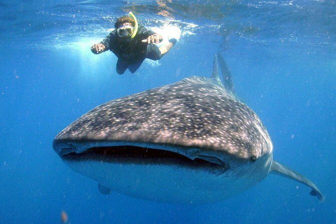 Whale Shark Encounter Experience in Cancun (Snack Lunch included) - FAQ