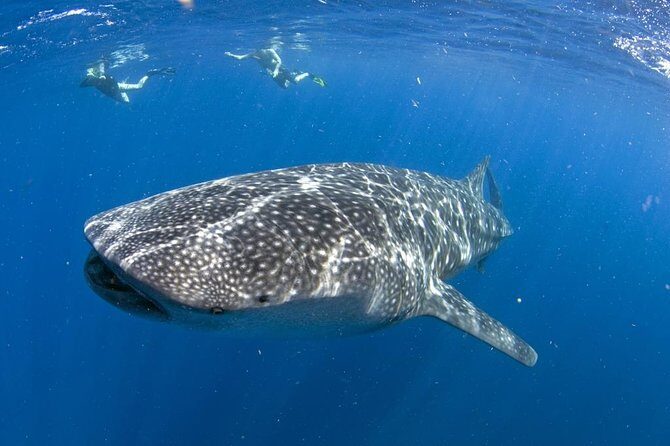 Whale shark encounter Private tour - swim with whale shark cancun - Key Points