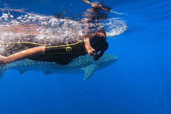 Whale shark encounter Private tour - swim with whale shark cancun - The Balance: Pros and Cons