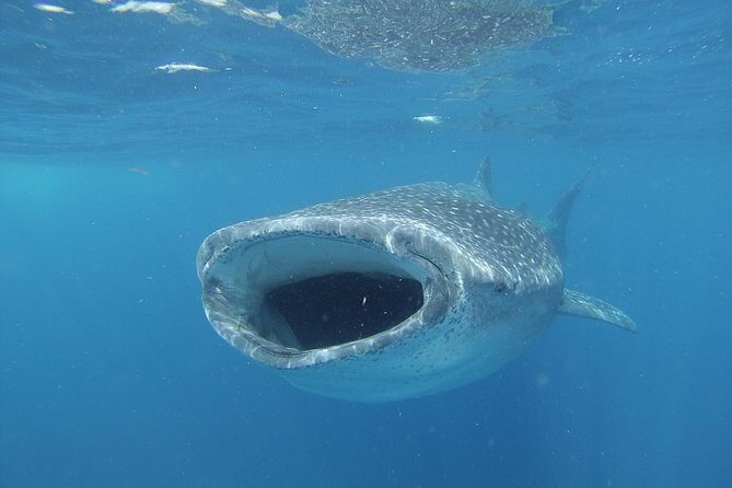 Whale shark encounter Private tour - swim with whale shark cancun - Who Should Book This Tour?