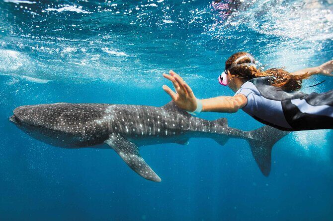 Whale shark Experience in the Caribbean Sea from Playa del Carmen - Final Thoughts: Is It Worth It?