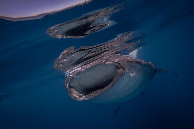 Whale shark Experience in the Caribbean Sea from Playa del Carmen - FAQs