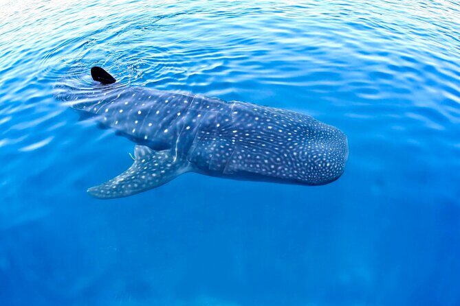Whale Shark Experience Lifetime Memory in Cancun (snack included) - What You Can Expect from the Tour