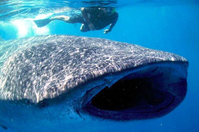 Whale Shark Experience Lifetime Memory in Cancun (snack included) - What Do Travelers Say?