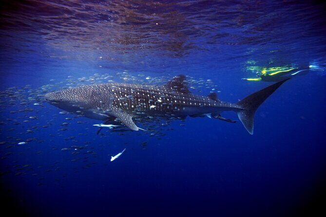Whale Shark Experience Lifetime Memory in Cancun (snack included) - FAQ