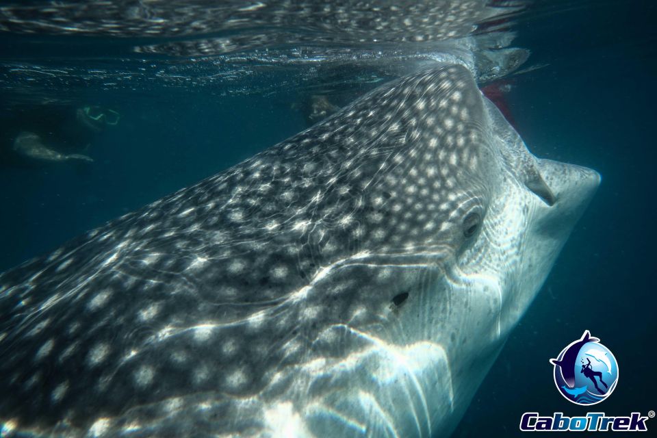 Whale Shark Experience - Key Points