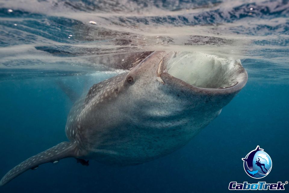 Whale Shark Experience - Marine Biologist Expertise