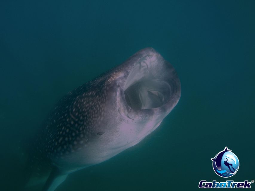 Whale Shark Experience - Convenient Transportation Services