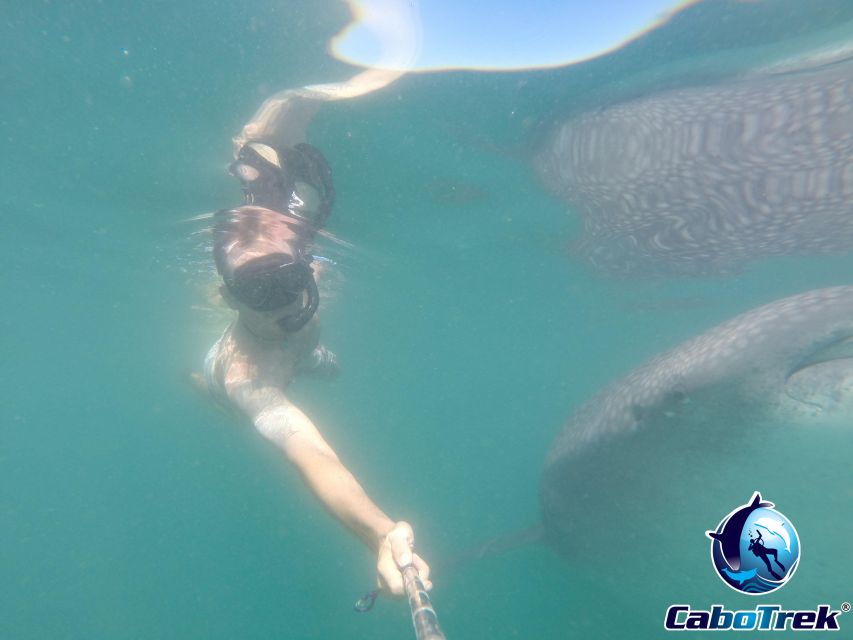Whale Shark Experience - Suitable for All Ages
